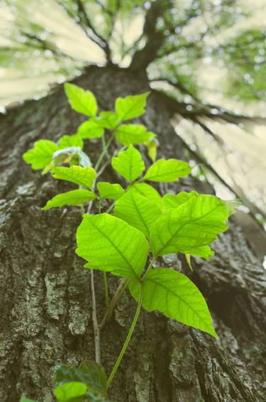 Climbing the Tree Botanical / Nature thumb