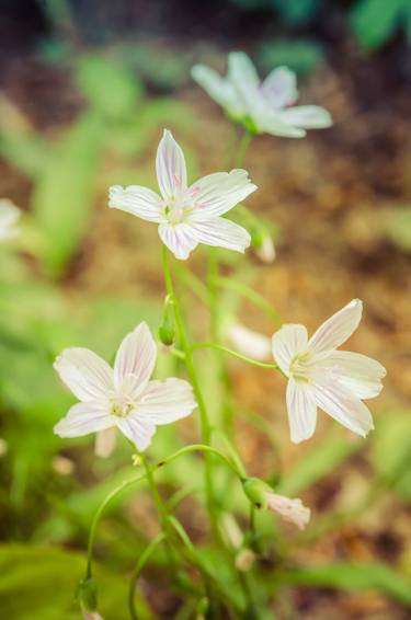 Print of Floral Photography by Melissa Fague - PIPA Fine Art