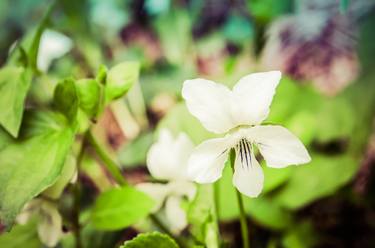 Original Abstract Floral Photography by Melissa Fague - PIPA Fine Art