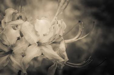 Sepia Aged Rhododendron Blooms thumb