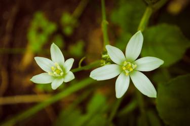 Print of Abstract Floral Photography by Melissa Fague - PIPA Fine Art