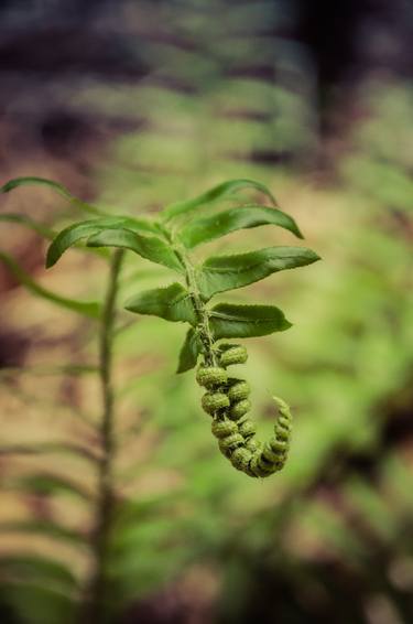 Original Abstract Botanic Photography by Melissa Fague - PIPA Fine Art