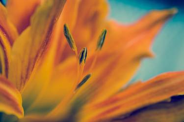Print of Abstract Floral Photography by Melissa Fague - PIPA Fine Art