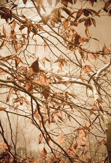 Rustic Style Wall Decor: Aged Winter Leaves Botanical / Nature thumb