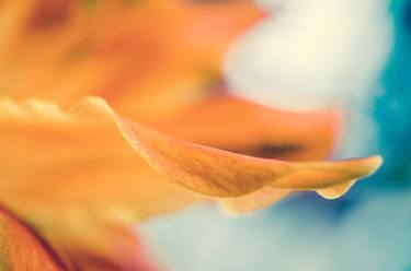 Print of Floral Photography by Melissa Fague - PIPA Fine Art
