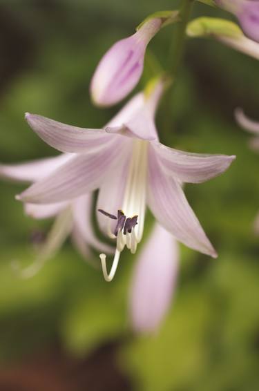 Print of Realism Floral Photography by Melissa Fague - PIPA Fine Art