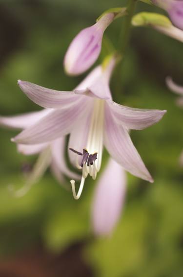 Print of Floral Photography by Melissa Fague - PIPA Fine Art