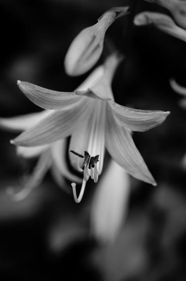 Hosta Bloom in Black & White Nature thumb