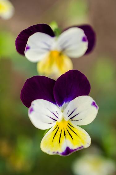 Print of Floral Photography by Melissa Fague - PIPA Fine Art