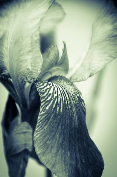 Floral Wall Art: Abstract Japanese Iris Delight thumb
