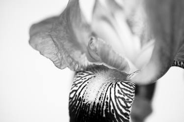 Bold Iris on White Nature / Floral thumb