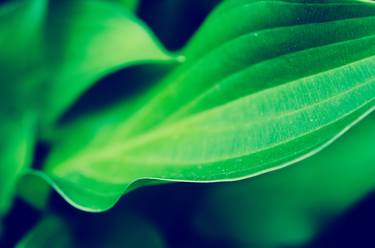 Mellow Hosta Leaves Botanical thumb