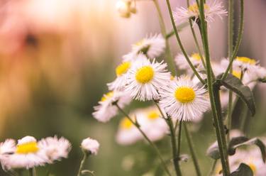 Philadelphia Fleabane Cluster Softened Nature / Floral thumb