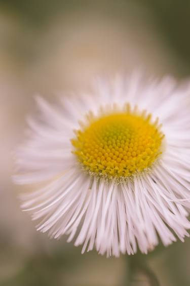 Print of Abstract Floral Photography by Melissa Fague - PIPA Fine Art