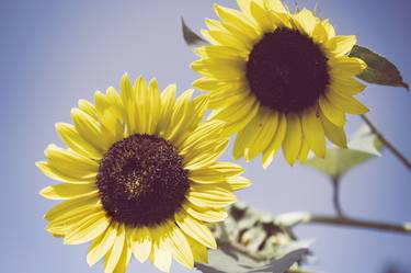 Farmhouse Wall Decoration: Aged Sunflowers Against Sky thumb