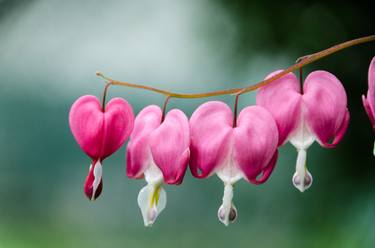 Be Still My Bleeding Heart Nature / Floral thumb