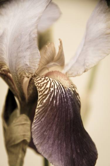 Original Abstract Floral Photography by Melissa Fague - PIPA Fine Art