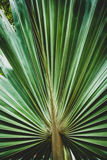Tropical Wall Decoration: Aged & Colorized Wide Palm Leaves 2 thumb