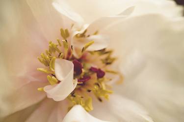 Print of Abstract Floral Photography by Melissa Fague - PIPA Fine Art