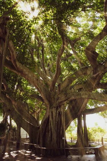 Banyan Tree With Glory Rays thumb