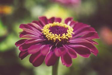 Moody Young-And-Old Age Pink Zinnia thumb