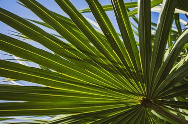 Colorized Wide Palm Leaves Nature / Botanical thumb