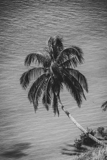 Palm Over Water Black and White Nature thumb