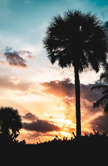 Palm Tree Silhouettes and Sunset Coastal thumb