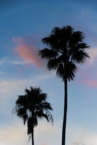 Palm Tree Silhouettes on Blue Sky thumb