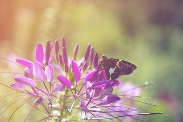 Spider Flower in Glory Light With Spotted Moth thumb