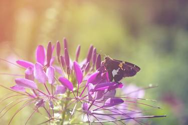 Print of Abstract Floral Photography by Melissa Fague - PIPA Fine Art