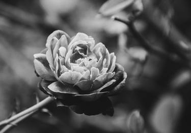 Perfect Petals High Contrast Black and White thumb