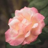 Collection Nature Photography