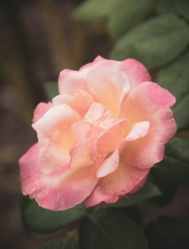 Pink and White Softened Rose Nature / Floral thumb