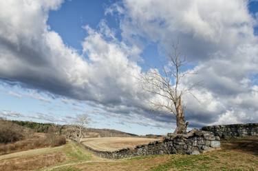 Dead Tree and Stone Wall - Color Landscape thumb