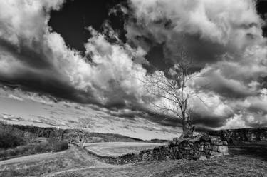 Dead Tree & Stone Wall Black & White thumb