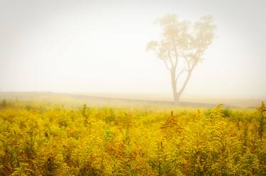 Dreams of Goldenrod and Fog Rural thumb