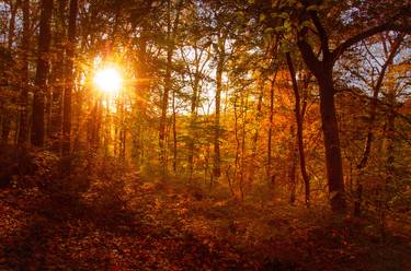 Autumn Sunset in the Trees Landscape Photo thumb