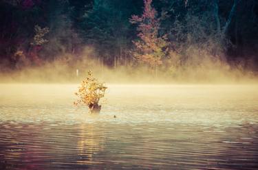 Golden Mist on Waples Pond Landscape Photo thumb