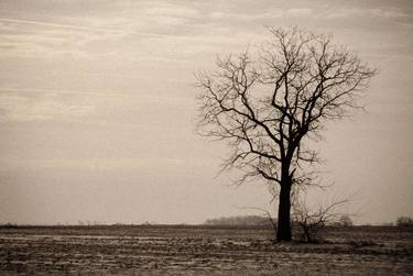 Lonely Tree in Black and White Rural Landscape Photo thumb