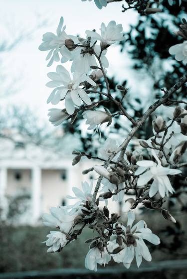 Mansion Bloom Colorized Nature Landscape Photo thumb