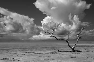 Wanderlust High Contrast Black and White Coastal Landscape Photo - Tree - Ocean -Tropical thumb