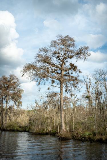 Backwoods River Tree 2 Rustic Landscape Photo thumb