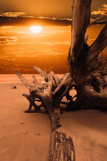 Golden Sunrise Driftwood Boneyard Beach thumb