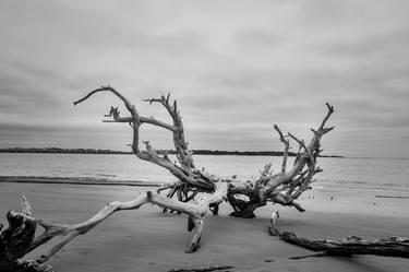 Driftwood Beach Black and White Rustic Coastal Landscape thumb