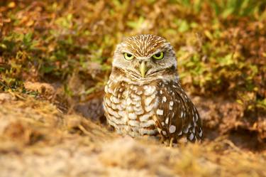 Burrowing Owl In Golden Sunlight Wildlife Nature Photograph thumb
