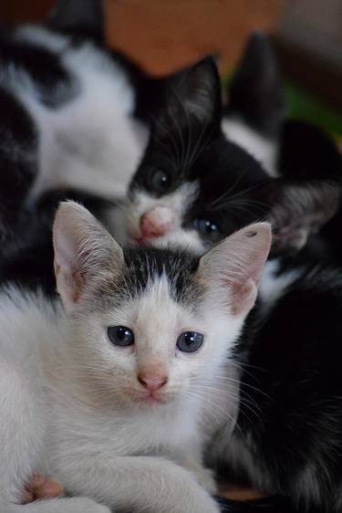 Cute Kittens thumb