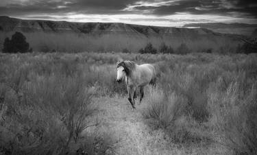 Wild Horse Black And White - Limited Edition of 7 thumb