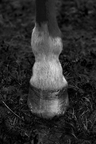 Original Fine Art Horse Photography by Alexey Silichev