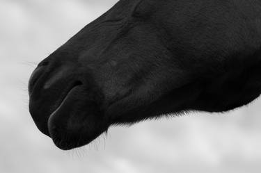 Original Fine Art Horse Photography by Alexey Silichev